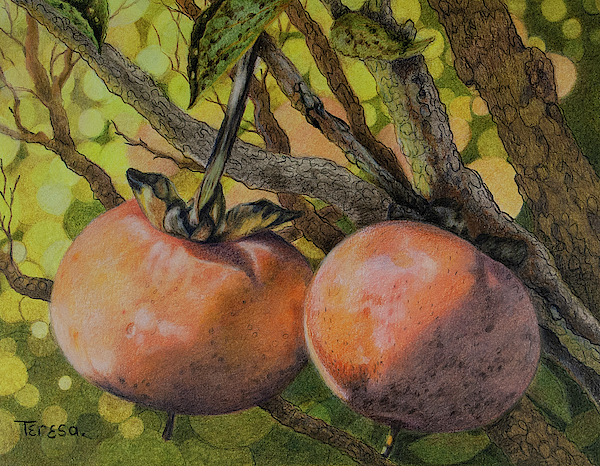 Persimmons by Teresa Frazier Persimmons by Teresa Frazier